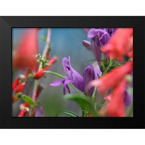 Rocky Mountain and Firecracker Penstemons Black Modern Wood Framed Art Print by Fitzharris, Tim