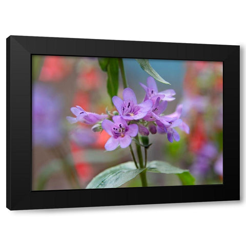 Blue Mist Penstemon Black Modern Wood Framed Art Print with Double Matting by Fitzharris, Tim