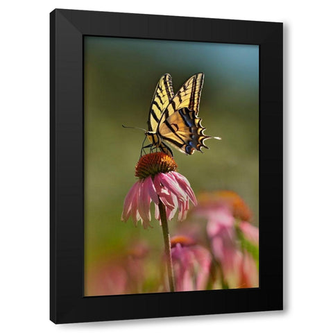 Two Tailed Swallowtail Butterfly on Purple Coneflower Black Modern Wood Framed Art Print with Double Matting by Fitzharris, Tim