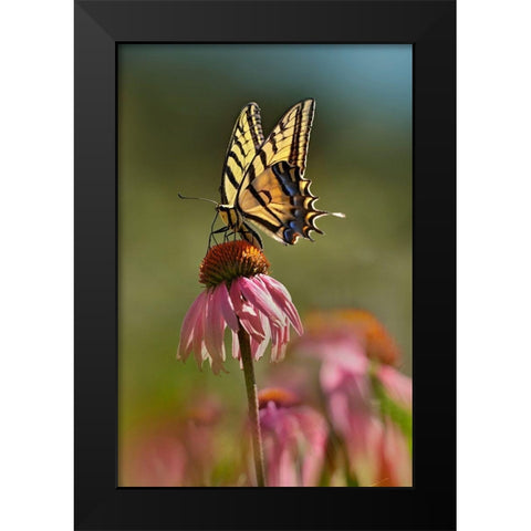 Two Tailed Swallowtail Butterfly on Purple Coneflower Black Modern Wood Framed Art Print by Fitzharris, Tim