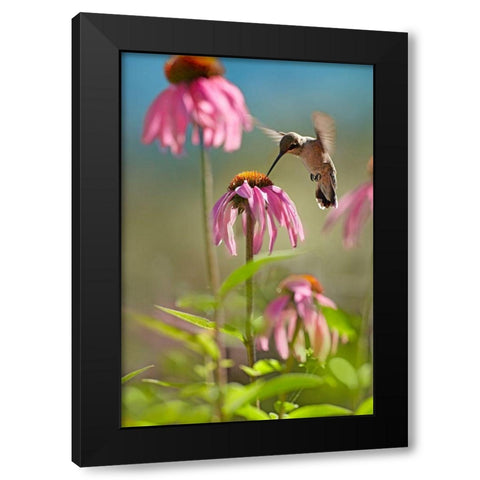 Black Chinned Hummingbird Black Modern Wood Framed Art Print by Fitzharris, Tim