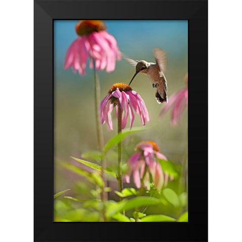 Black Chinned Hummingbird Black Modern Wood Framed Art Print by Fitzharris, Tim