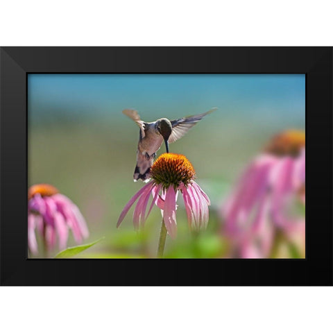 Black Chinned Hummingbird on Purple Coneflower Black Modern Wood Framed Art Print by Fitzharris, Tim