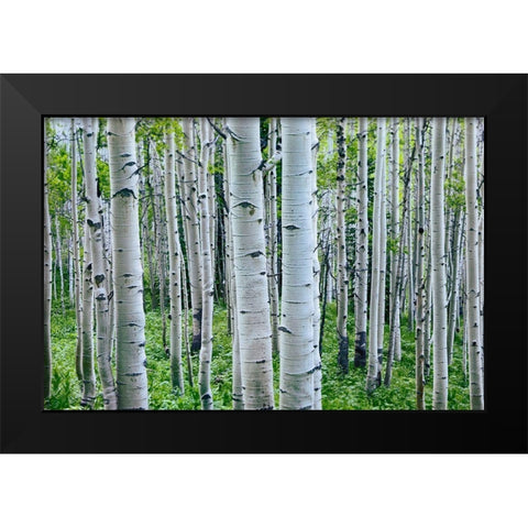 Aspen Trunks Black Modern Wood Framed Art Print by Fitzharris, Tim