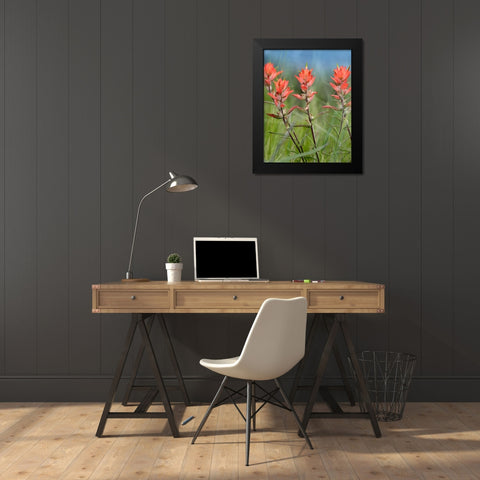 Indian Paintbrushes Black Modern Wood Framed Art Print by Fitzharris, Tim