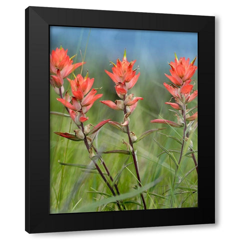 Indian Paintbrushes Black Modern Wood Framed Art Print with Double Matting by Fitzharris, Tim