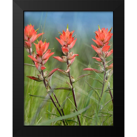 Indian Paintbrushes Black Modern Wood Framed Art Print by Fitzharris, Tim