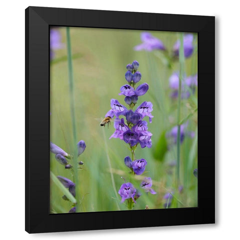 Rocky Mountain Penstemon Black Modern Wood Framed Art Print with Double Matting by Fitzharris, Tim