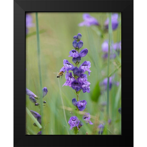 Rocky Mountain Penstemon Black Modern Wood Framed Art Print by Fitzharris, Tim