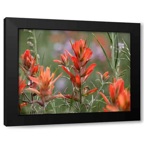 Indian Paintbrushes Black Modern Wood Framed Art Print with Double Matting by Fitzharris, Tim
