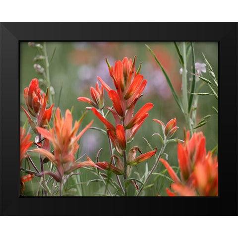 Indian Paintbrushes Black Modern Wood Framed Art Print by Fitzharris, Tim