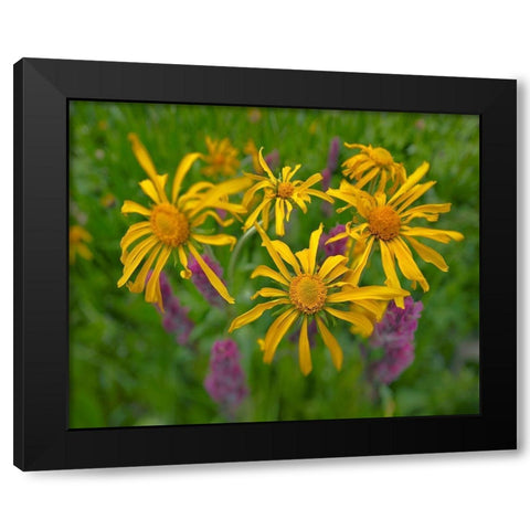 Orange Sneezeweeds Black Modern Wood Framed Art Print with Double Matting by Fitzharris, Tim