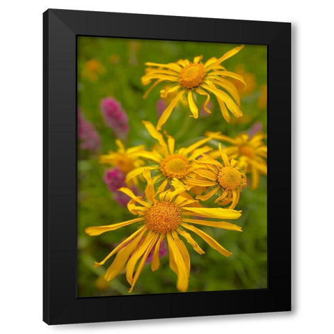 Orange Sneezeweeds Black Modern Wood Framed Art Print by Fitzharris, Tim