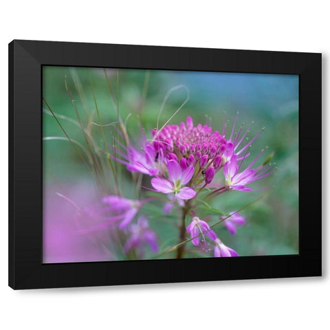 Rocky Mountain in Beeplant Flower with Ant Black Modern Wood Framed Art Print by Fitzharris, Tim