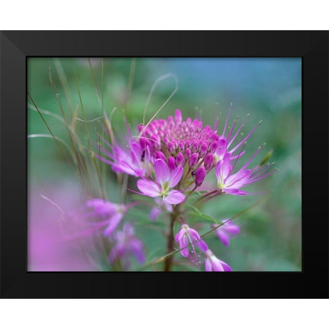 Rocky Mountain in Beeplant Flower with Ant Black Modern Wood Framed Art Print by Fitzharris, Tim