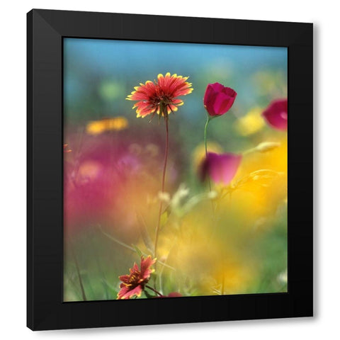 Indian Blanket and Wine-cups Black Modern Wood Framed Art Print with Double Matting by Fitzharris, Tim