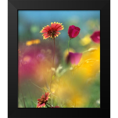 Indian Blanket and Wine-cups Black Modern Wood Framed Art Print by Fitzharris, Tim