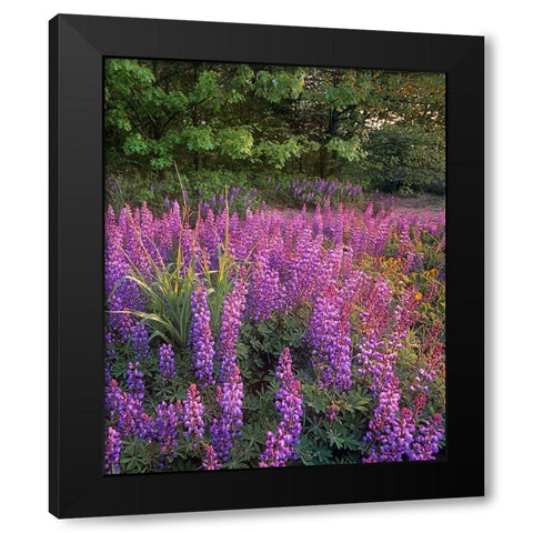 Lupines at West Beach Black Modern Wood Framed Art Print by Fitzharris, Tim