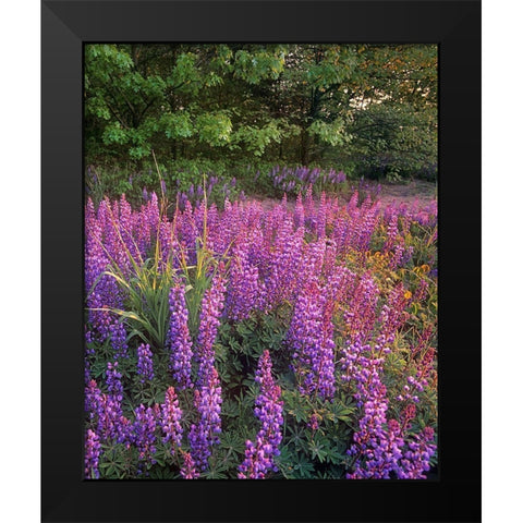 Lupines at West Beach Black Modern Wood Framed Art Print by Fitzharris, Tim