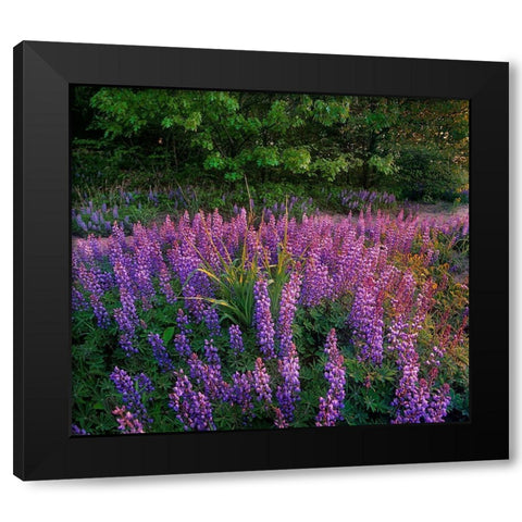 Lupines at West Beach Black Modern Wood Framed Art Print with Double Matting by Fitzharris, Tim