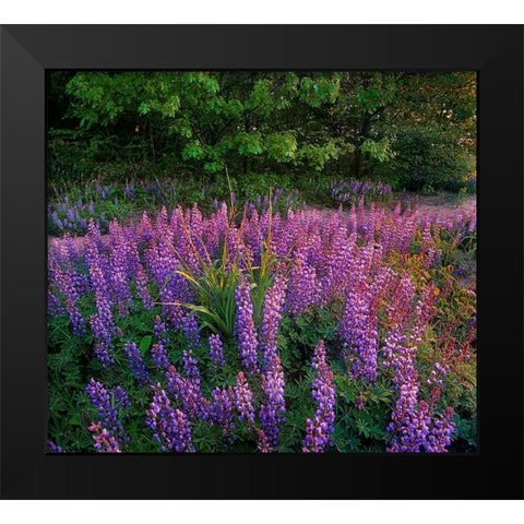 Lupines at West Beach Black Modern Wood Framed Art Print by Fitzharris, Tim