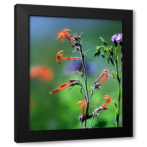 Scarlet Gilia and Blue Flax Black Modern Wood Framed Art Print with Double Matting by Fitzharris, Tim