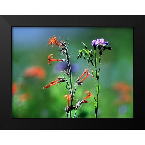 Scarlet Gilia and Blue Flax Black Modern Wood Framed Art Print by Fitzharris, Tim