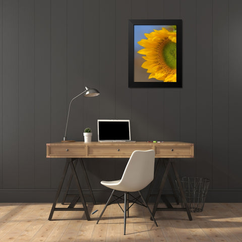 Sunflower Black Modern Wood Framed Art Print by Fitzharris, Tim