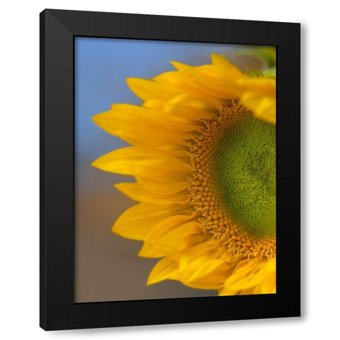 Sunflower Black Modern Wood Framed Art Print with Double Matting by Fitzharris, Tim