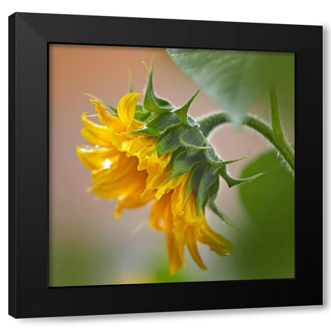 Sunflower Black Modern Wood Framed Art Print with Double Matting by Fitzharris, Tim