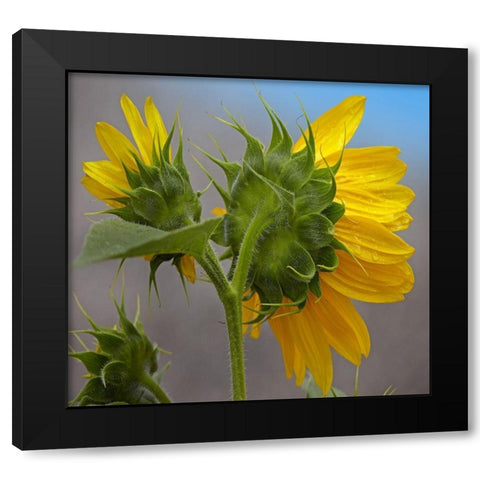 Sunflower Black Modern Wood Framed Art Print with Double Matting by Fitzharris, Tim