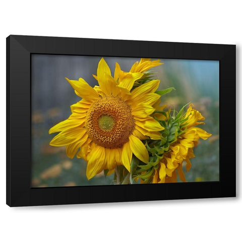 Sunflowers Black Modern Wood Framed Art Print by Fitzharris, Tim