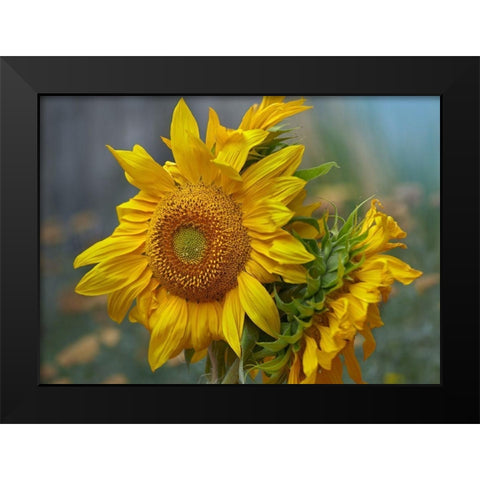 Sunflowers Black Modern Wood Framed Art Print by Fitzharris, Tim