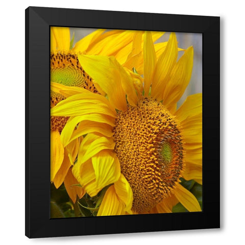 Sunflowers Black Modern Wood Framed Art Print with Double Matting by Fitzharris, Tim