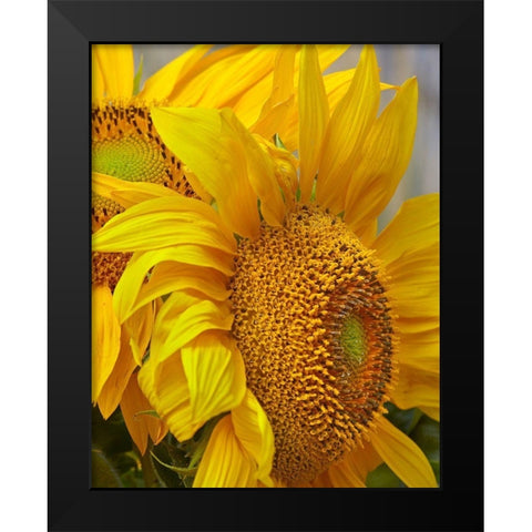 Sunflowers Black Modern Wood Framed Art Print by Fitzharris, Tim