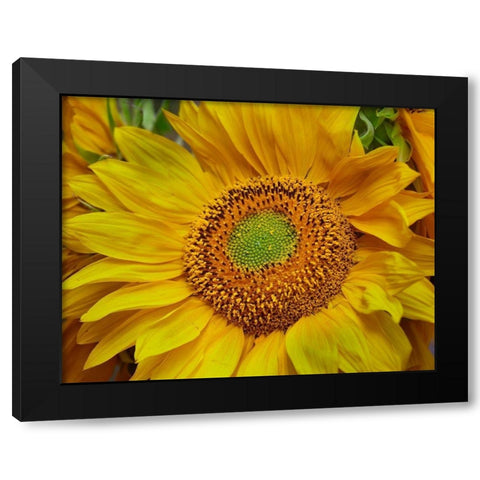 Sunflowers Black Modern Wood Framed Art Print with Double Matting by Fitzharris, Tim