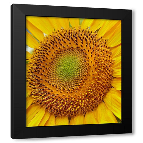 Sunflowers Black Modern Wood Framed Art Print with Double Matting by Fitzharris, Tim