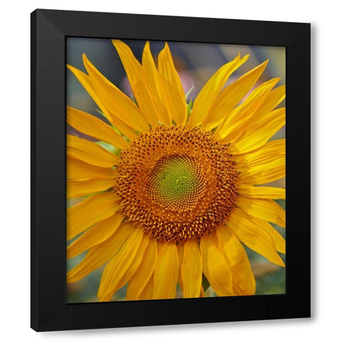 Sunflowers Black Modern Wood Framed Art Print by Fitzharris, Tim