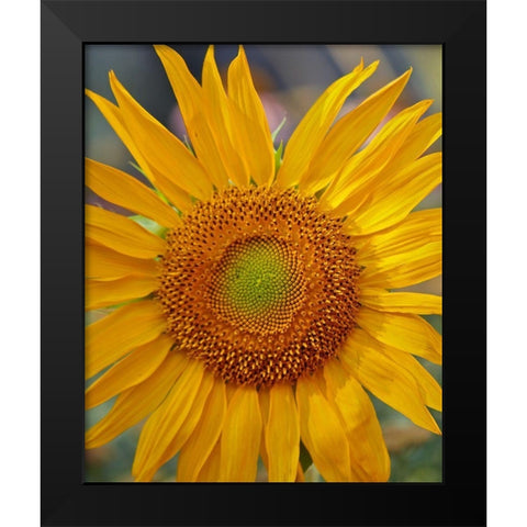 Sunflowers Black Modern Wood Framed Art Print by Fitzharris, Tim