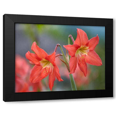 Amaryllis Black Modern Wood Framed Art Print with Double Matting by Fitzharris, Tim