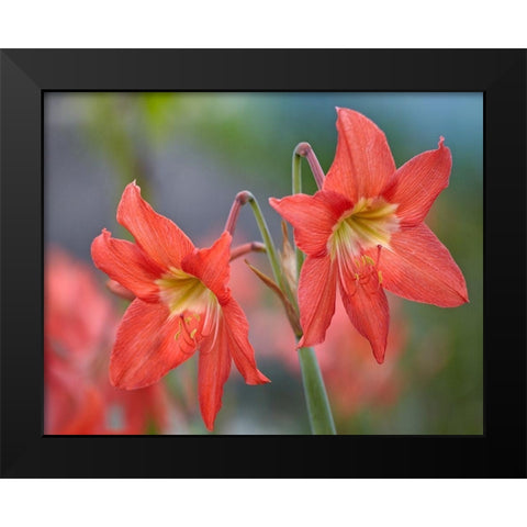 Amaryllis Black Modern Wood Framed Art Print by Fitzharris, Tim