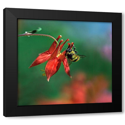 Bee on Wild Columbine Black Modern Wood Framed Art Print with Double Matting by Fitzharris, Tim