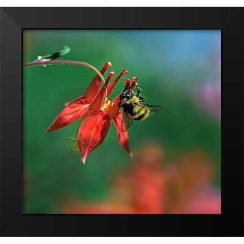 Bee on Wild Columbine Black Modern Wood Framed Art Print by Fitzharris, Tim