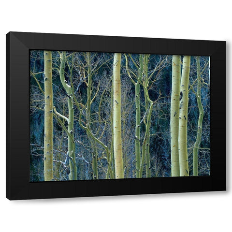 Aspen Trunks Black Modern Wood Framed Art Print with Double Matting by Fitzharris, Tim