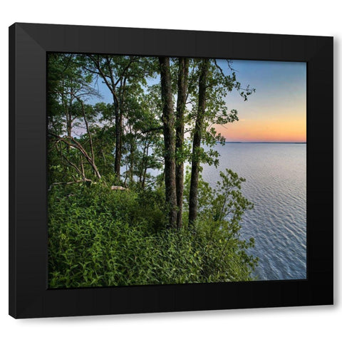 Oak Trees at Eisenhower Lake Black Modern Wood Framed Art Print with Double Matting by Fitzharris, Tim