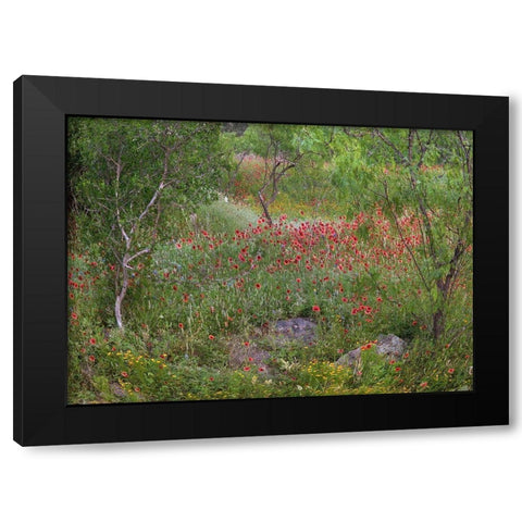 Wildflowers along White Creek Black Modern Wood Framed Art Print with Double Matting by Fitzharris, Tim