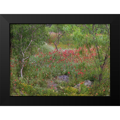 Wildflowers along White Creek Black Modern Wood Framed Art Print by Fitzharris, Tim