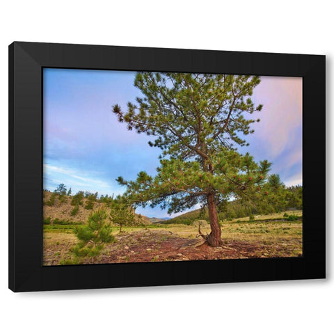 Pine Tree-Cochetopa Hills-Rio Grande National Forest Black Modern Wood Framed Art Print by Fitzharris, Tim