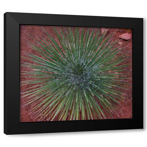 Narrow Leaf Agave  Black Modern Wood Framed Art Print with Double Matting by Fitzharris, Tim