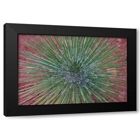 Narrow Leaf Agave Black Modern Wood Framed Art Print with Double Matting by Fitzharris, Tim